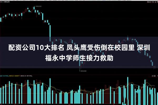 配资公司10大排名 凤头鹰受伤倒在校园里 深圳福永中学师生接力救助